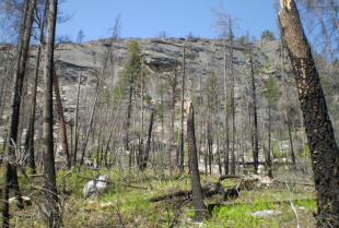 Burned out forest on Wild Horse Canyon Trail 2009-05.